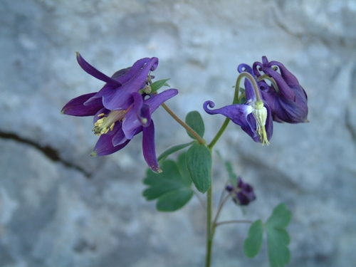 Aquilegia vulgaris / Aquilegia comune